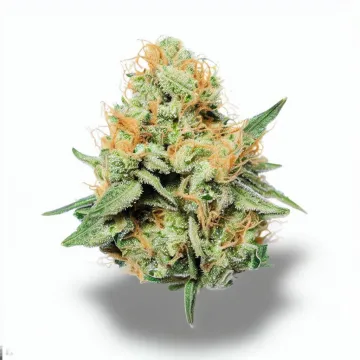 A Sherbet Punch Cannabis bud from Ganjacy.com
