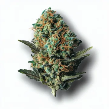 A Skittlez Cannabis bud from Ganjacy.com