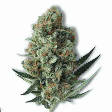 A Slurricane IX Cannabis bud from Ganjacy.com