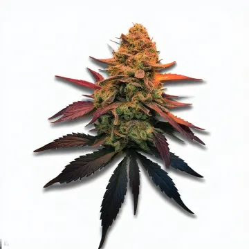 Sunset Runtz cannabis bud at Ganjacy.com