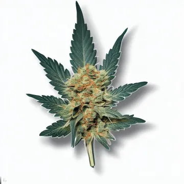 Tart cannabis bud at Ganjacy.com