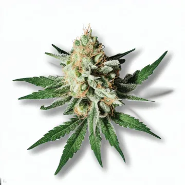 The Soap Cannabis bud from Ganjacy.com