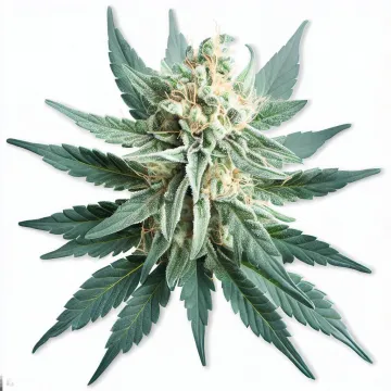 White Wedding Rbx Cannabis Flower at 222fullBuds in Samut Prakan - Weed in  Thailand