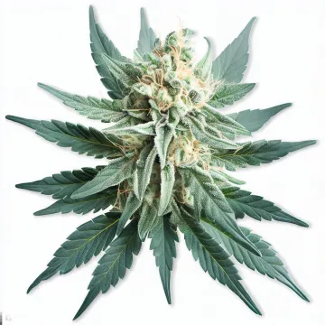 Picture of a White WeddingCannabis bud from Ganjacy.com