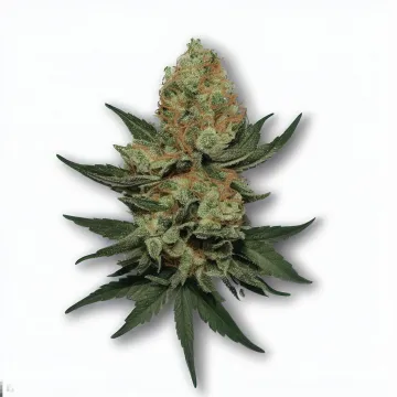 A Wild OG Cannabis bud from Ganjacy.com