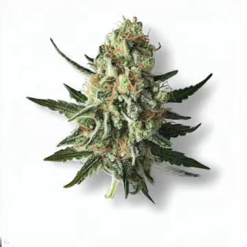 A Zkittlez Cannabis bud from Ganjacy.com