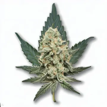 Order Critical Kush at Ganjacy.com