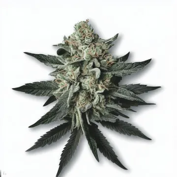 An Eleven Roses Cannabis bud from Ganjacy.com