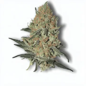 Order Gorialla Glue cannabis at Ganjacy.com
