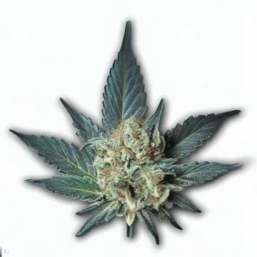 Order Grape Kush cannabis at Ganjacy.com