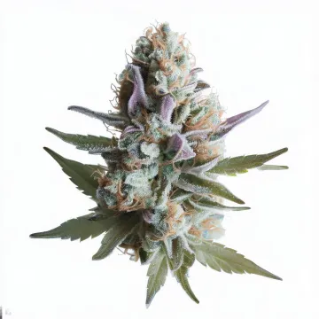 Order Lilac Diesel cannabis at Ganjacy.com