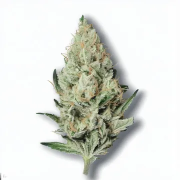 Order Ice Cream cannabis at Ganjacy.com