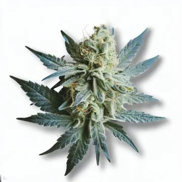 Example of Skunk XL cannabis available for order on Ganjacy.com