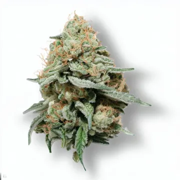 A Super Gelato Cannabis bud from Ganjacy.com