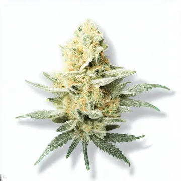 Example of Super Lemon Haze cannabis available for order on Ganjacy.com