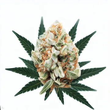 White Truffle cannabis bud from Treez on Deck Pattaya on Ganjacy.com