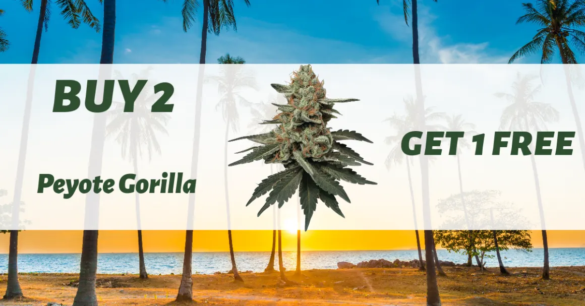 A promo banner with a sunset beach view background, displaying a Peyote Gorilla cannabis bud, and the text "Buy 2 get 1 Free" from Smokers Beach Club on Ganjacy.com
