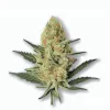 An Amnesia Lemon Cannabis bud from Ganjacy.com