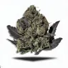 A Black Ape Cannabis bud from Ganjacy.com