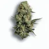 A Banger Cannabis bud from Ganjacy.com