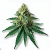 Picture of a Block Berry Cannabis bud from Ganjacy.com