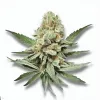 A Deluxe Sugar Cane Cannabis bud from Ganjacy.com