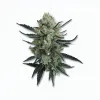 A Forbidden Blueprint Cannabis bud from Ganjacy.com