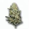 A Garlic Jelly Cannabis bud from Ganjacy.com