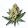 A Gas Basket Cannabis bud from Ganjacy.com