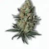A Grand Daddy Bay Cannabis bud from Ganjacy.com