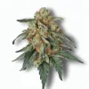 A Jealousy Pie Cannabis bud from Ganjacy.com