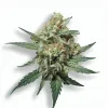 A Khalifa Kush Cannabis bud from Ganjacy.com