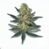 A Lady Kush Cannabis bud from Ganjacy.com