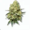 A Lemon Diesel Cannabis bud from Ganjacy.com