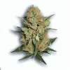 An MS-13 Cannabis bud from Ganjacy.com