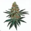 Picture of a Military Chocolate Cannabis bud from Ganjacy.com