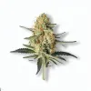 A Mimosa x Orange Punch Cannabis bud from Ganjacy.com