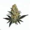 An Oreoz Cannabis bud from Ganjacy.com