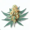 Peach Gasoline cannabis bud at Ganjacy.com