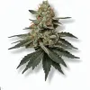 A Peyote Gorilla Cannabis bud from Ganjacy.com
