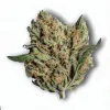 A Platinum Kush Breath Cannabis bud from Ganjacy.com