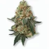 A Punch Berry Cannabis bud from Ganjacy.com