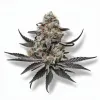 A Purple Queen Cannabis bud from Ganjacy.com