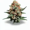 A Red Chilli Truffle Cannabis bud from Ganjacy.com