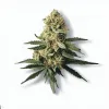 An S-Class Cannabis bud from Ganjacy.com