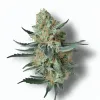 A Sour Diesel Cannabis bud from Ganjacy.com