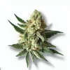A Wet Ass Pussy Cannabis bud from Ganjacy.com