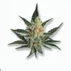 A Wet Betty Cannabis bud from Ganjacy.com