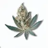 Example of Wonder Pie cannabis available for order on Ganjacy.com