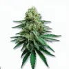 Picture of an Iced Apple Cannabis bud from Ganjacy.com